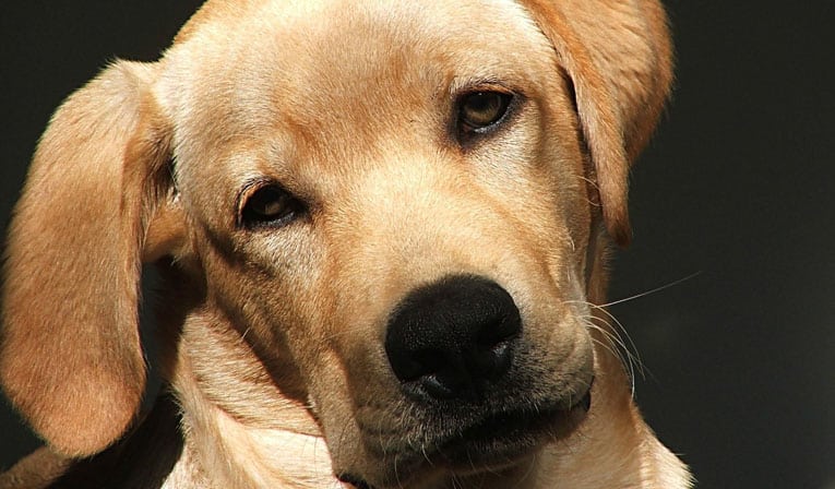 Photo of yellow puppy